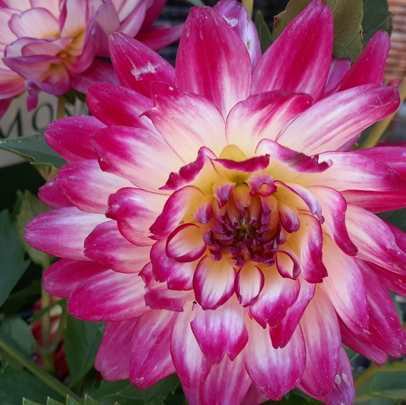 Meet your Posher, Merisa - Picture 4 of 4